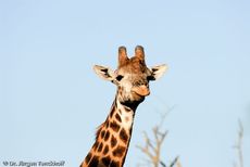 Giraffe (56 von 94).jpg